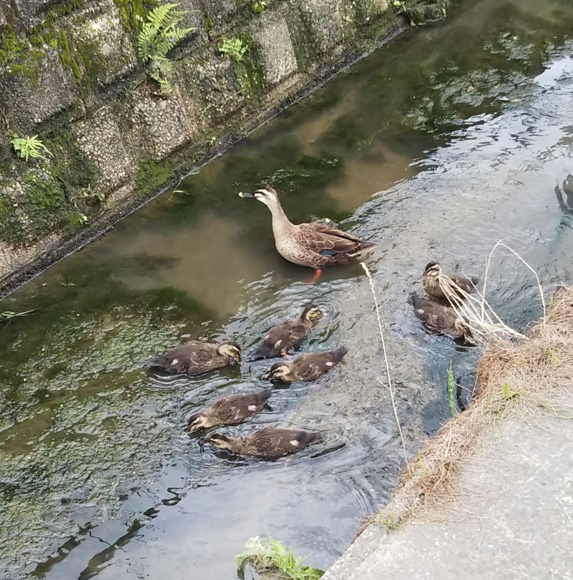 カモの親子