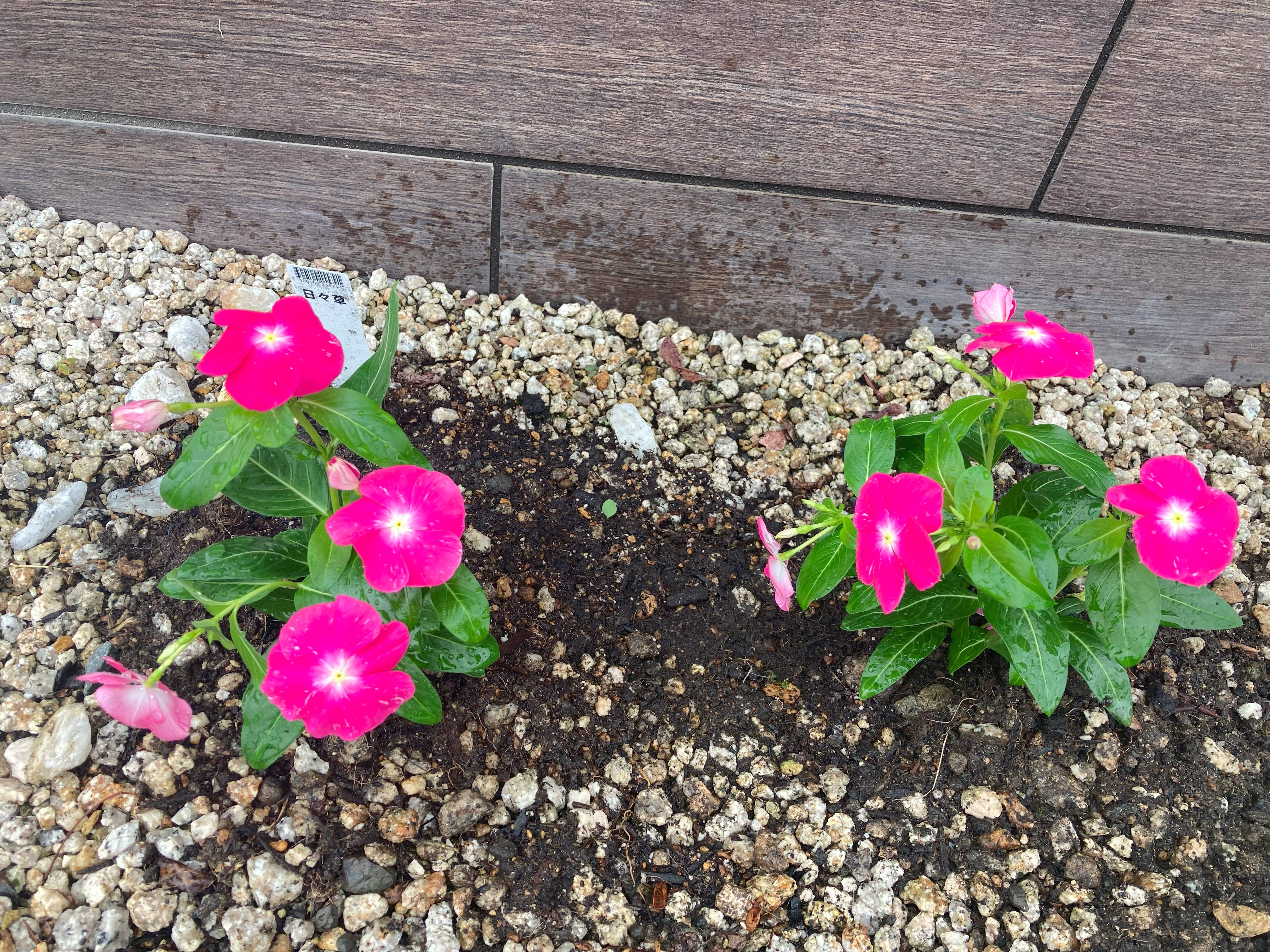 🌺お花植えました🌺