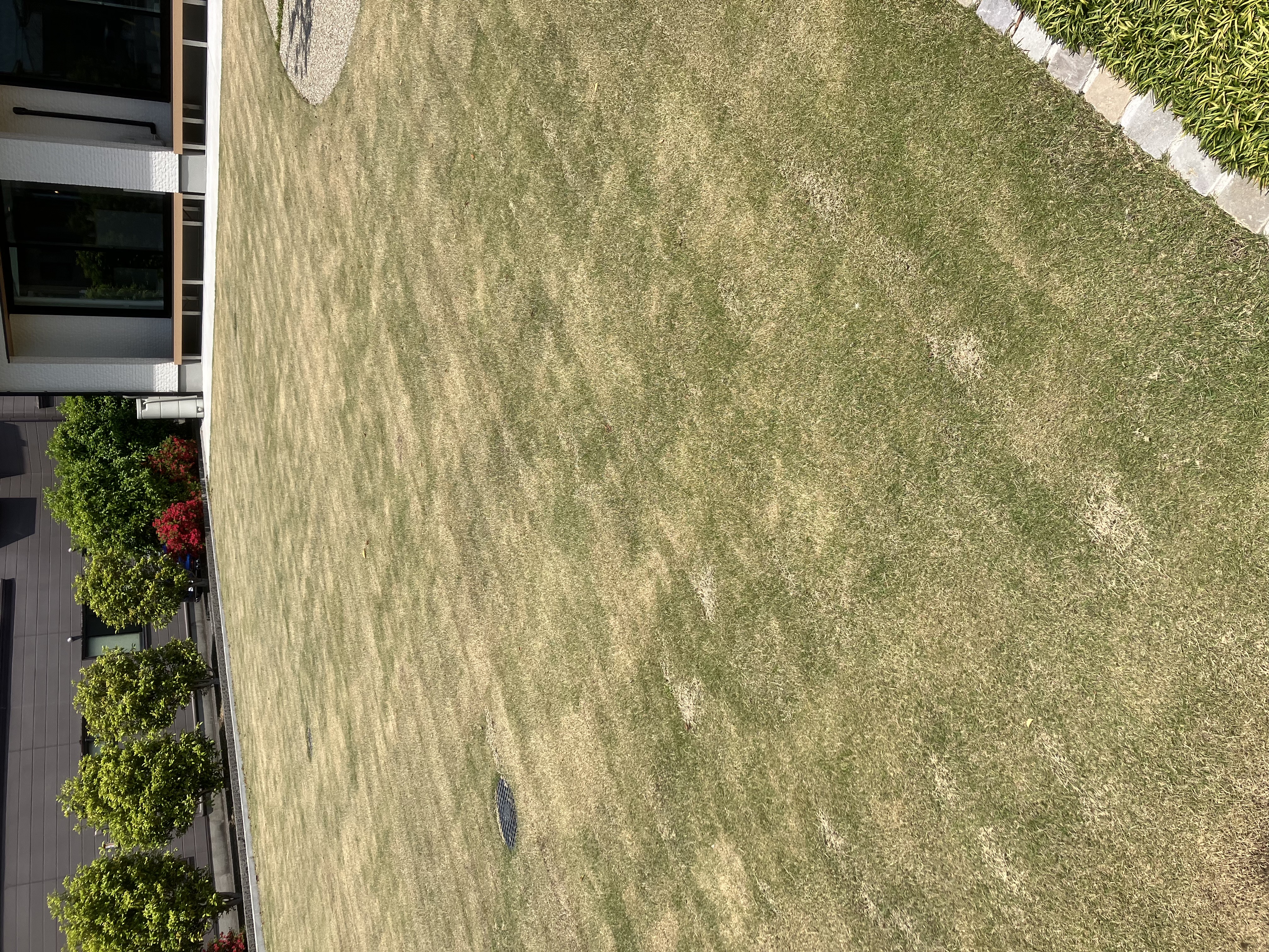 新芽が出てきた！