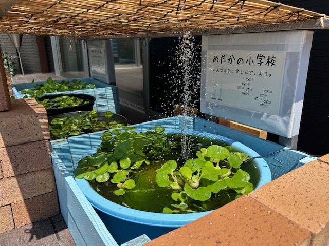 癒しのめだか