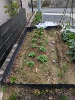 【家庭菜園】庭に畑を作りました