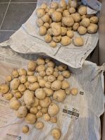 【家庭菜園】じゃがいも　収穫